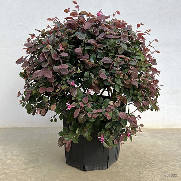 トキワマンサク:紅花赤葉 玉仕立て8号ポット