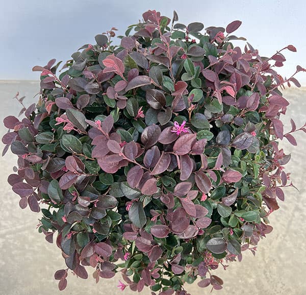 トキワマンサク:紅花赤葉 玉仕立て8号ポット