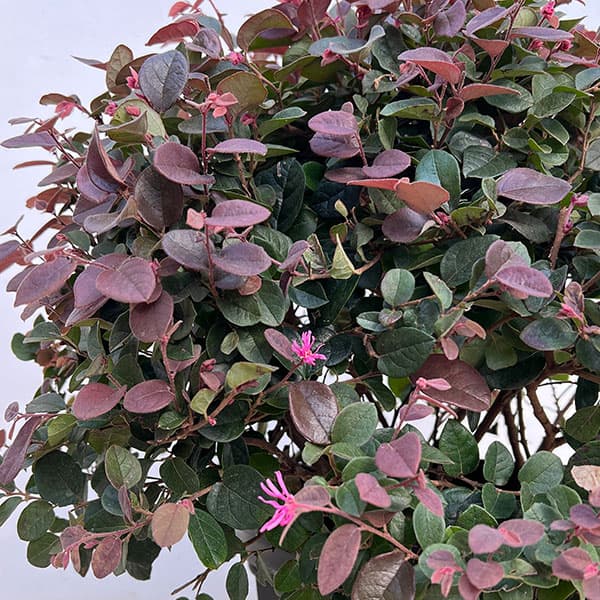 トキワマンサク:紅花赤葉 玉仕立て8号ポット