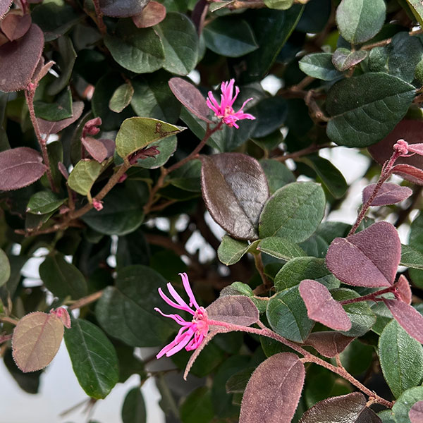 トキワマンサク:紅花赤葉 玉仕立て8号ポット