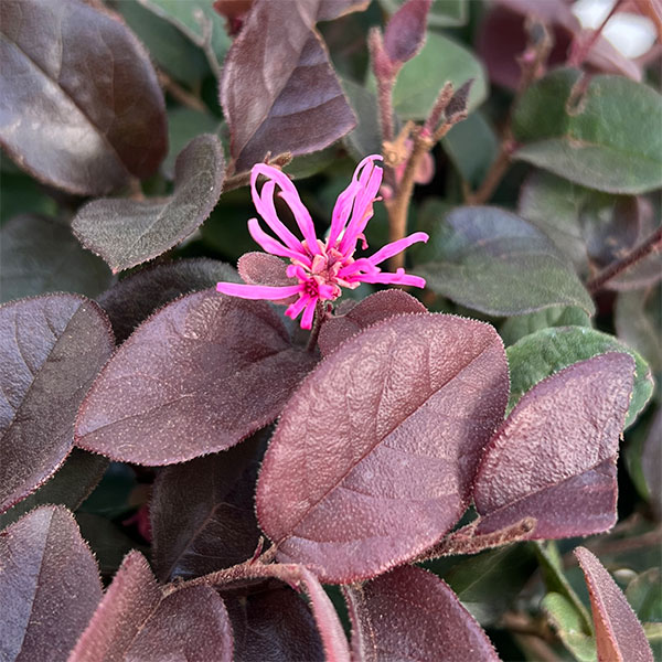 トキワマンサク:紅花赤葉 玉仕立て8号ポット