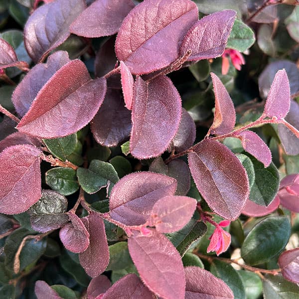 トキワマンサク:紅花赤葉 玉仕立て8号ポット