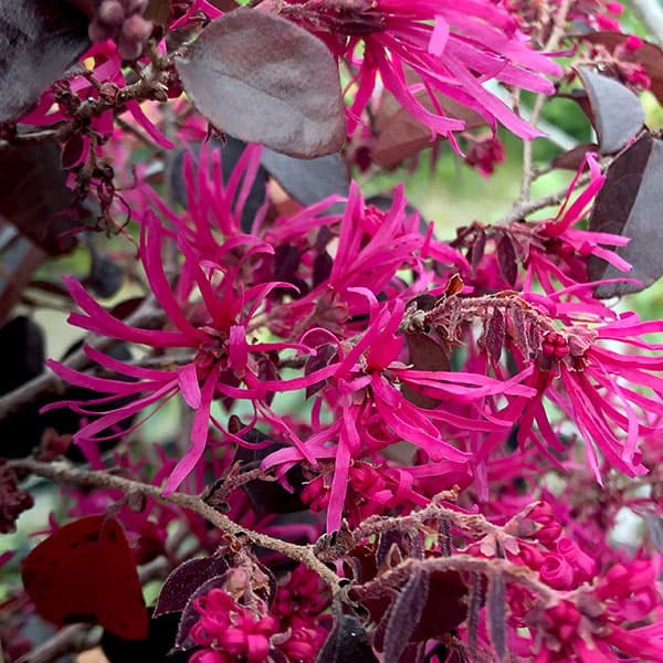 トキワマンサク:紅花赤葉 玉仕立て8号ポット