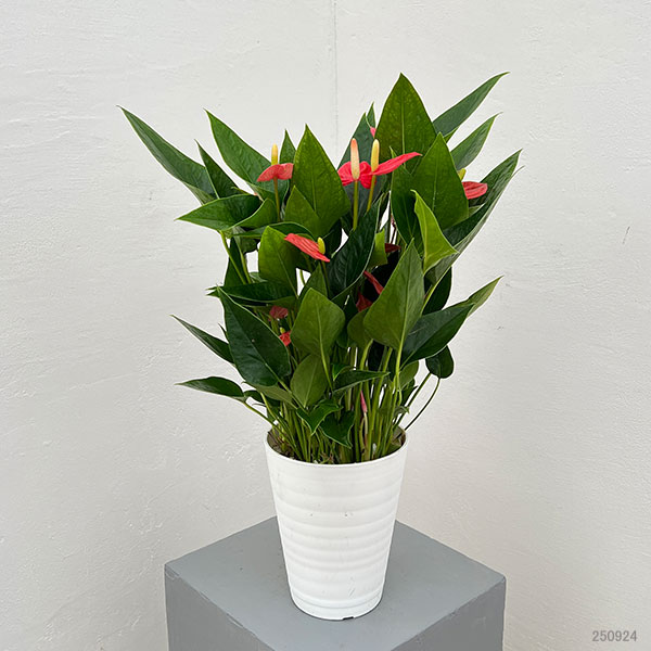 アンスリウム:レッド(小輪タイプ) 4.5号鉢植え