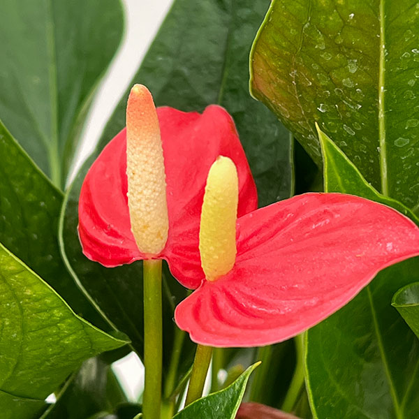 アンスリウム:レッド(小輪タイプ) 4.5号鉢植え