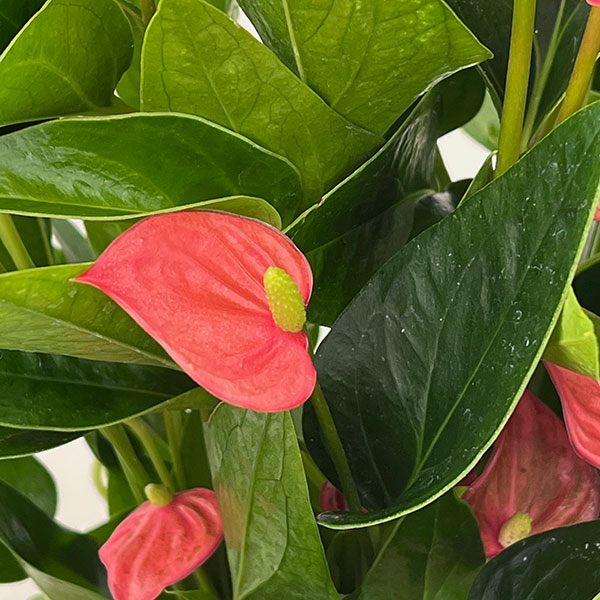 アンスリウム:レッド(小輪タイプ) 4.5号鉢植え