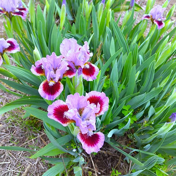 [26年1月中下旬予約]ビアードアイリス：ゴーイングインサークル3号ポット