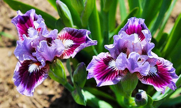 [26年1月中下旬予約]ビアードアイリス：ゴーイングインサークル3号ポット