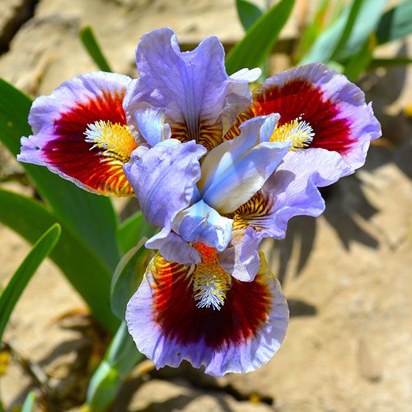 [26年1月中下旬予約]ビアードアイリス：ゴーイングインサークル3号ポット