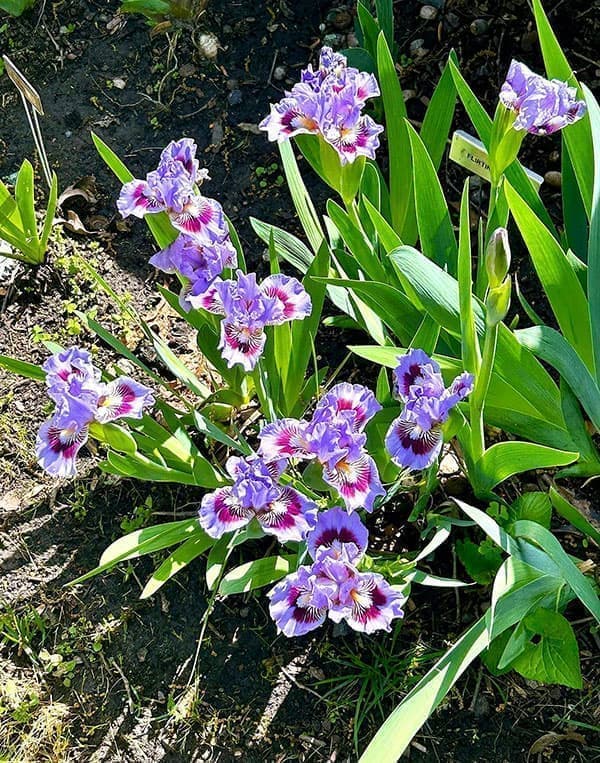 [26年1月中下旬予約]ビアードアイリス：ゴーイングインサークル3号ポット