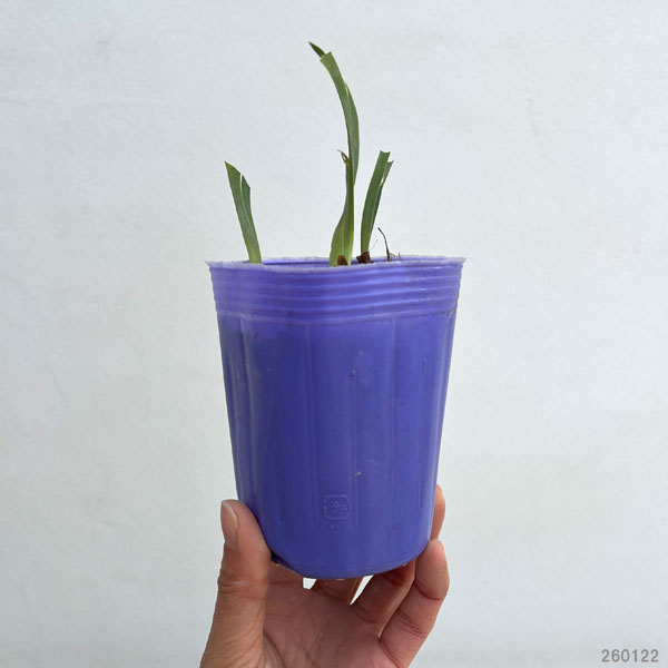 [26年3月中下旬予約]ビアードアイリス：ゴーイングインサークル3号ポット
