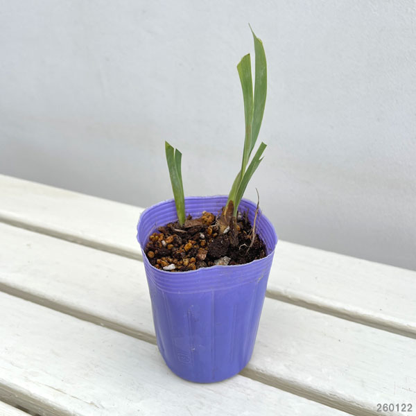 [26年3月中下旬予約]ビアードアイリス：ゴーイングインサークル3号ポット
