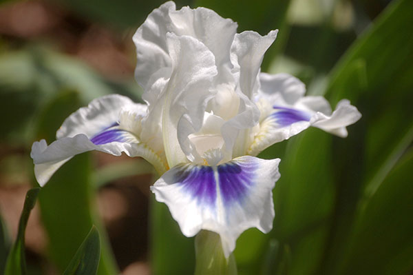 [26年1月中下旬予約]ビアードアイリス：ジェントルグレース3号ポット