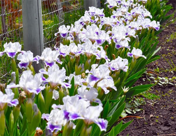 [26年1月中下旬予約]ビアードアイリス：ジェントルグレース3号ポット