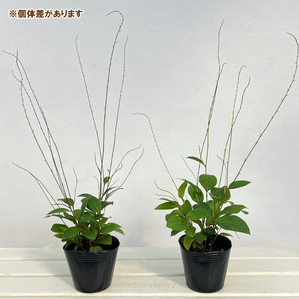 ミズヒキソウ(水引草):赤花4号ポット