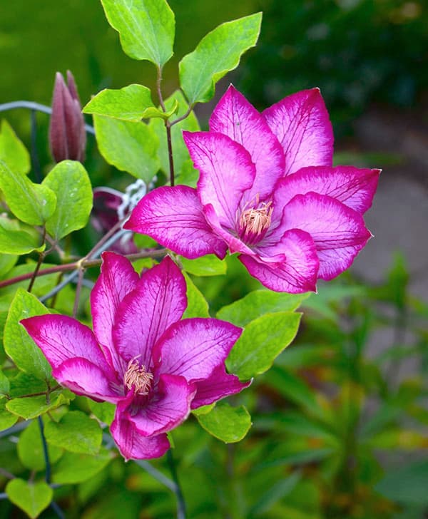 クレマチス:リバティー3号ポット(早咲き大輪系)