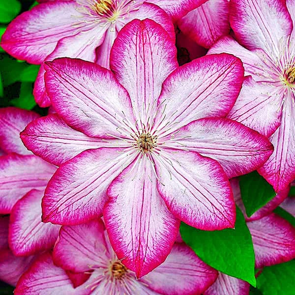 クレマチス:リバティー3号ポット(早咲き大輪系)