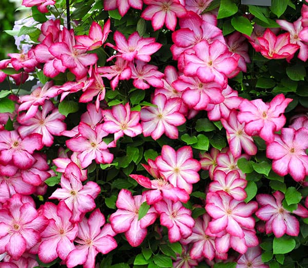 クレマチス:リバティー3号ポット(早咲き大輪系)