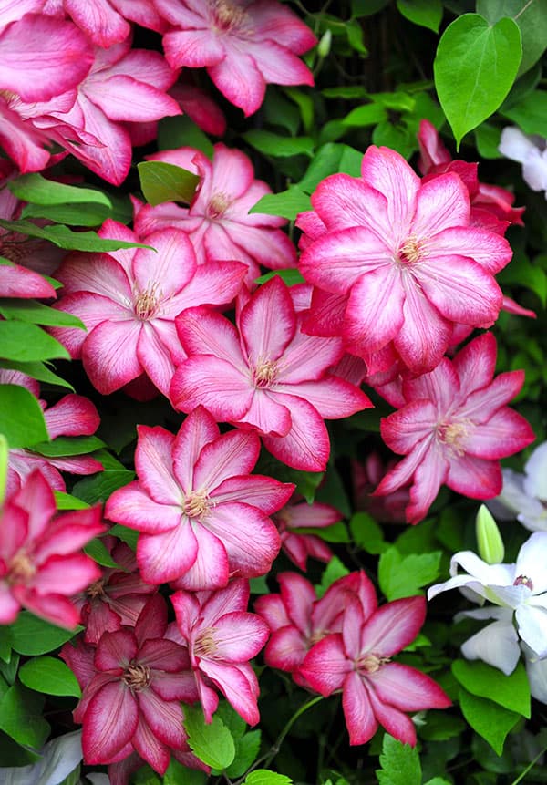 クレマチス:リバティー3号ポット(早咲き大輪系)