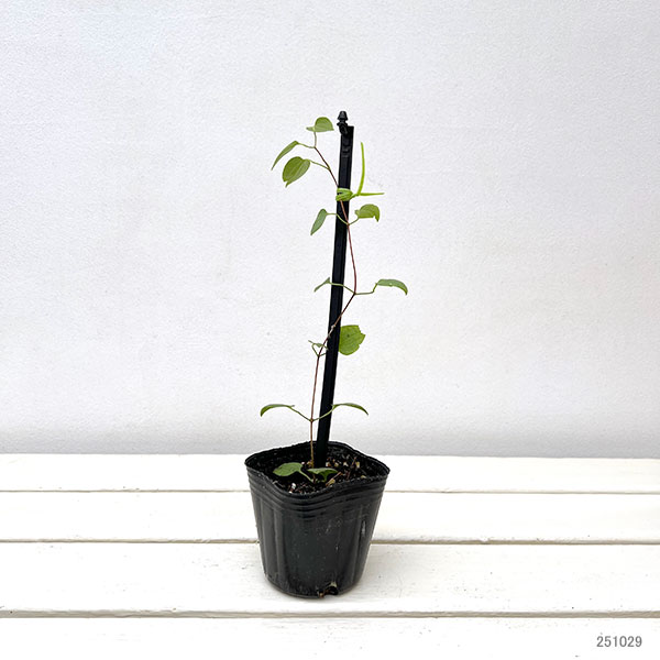 クレマチス:リバティー3号ポット(早咲き大輪系)