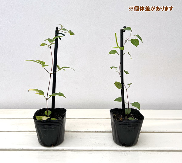 クレマチス:リバティー3号ポット(早咲き大輪系)