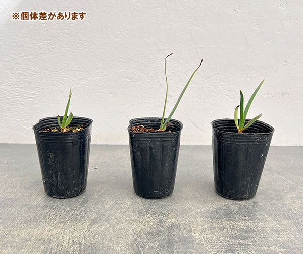 ウェルウィッチア:ミラビリス キソウテンガイ(奇想天外)2.5号ポット
