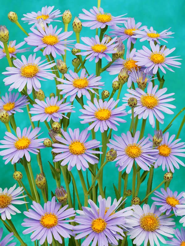 ヒメシオン　（チョウセンミヤマヨメナ）2.5号ポット 12株セット