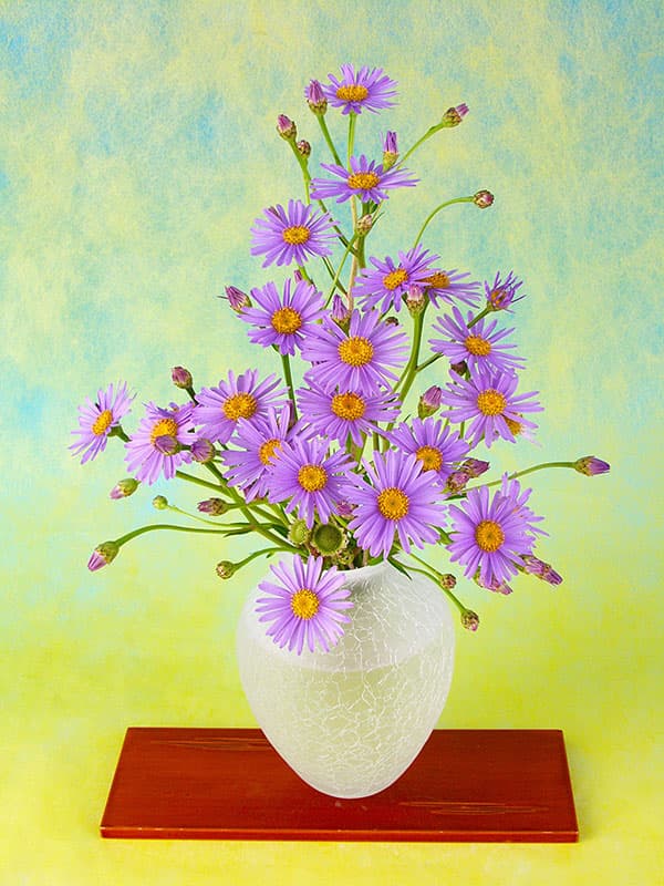 ヒメシオン　（チョウセンミヤマヨメナ）2.5号ポット 12株セット