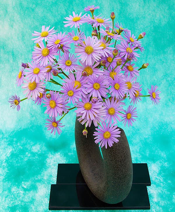 ヒメシオン　（チョウセンミヤマヨメナ）2.5号ポット 12株セット