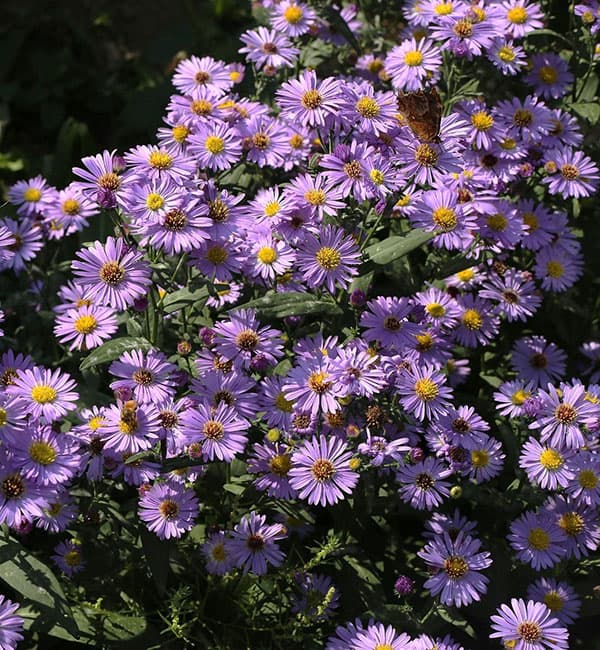 ヒメシオン　（チョウセンミヤマヨメナ）2.5号ポット 12株セット