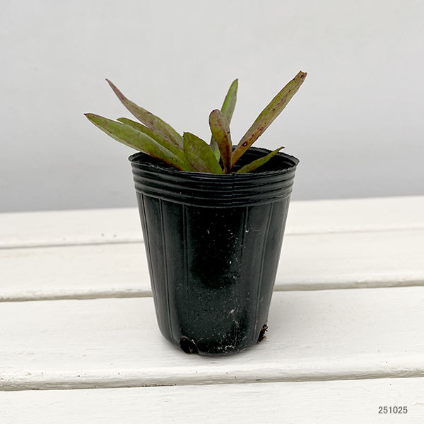 ヒメシオン　（チョウセンミヤマヨメナ）2.5号ポット 12株セット