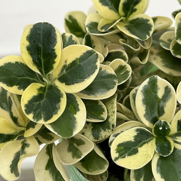 コプロスマ:マーブルクイーン2.5号ポット*