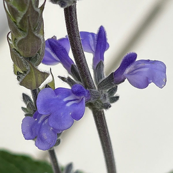 サルビア:ブルーチキータ3.5号ポット