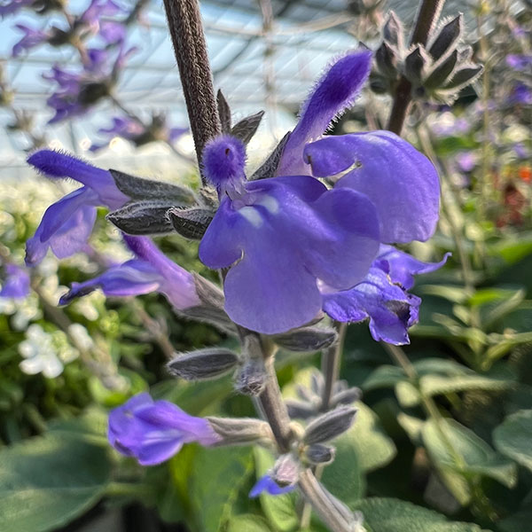 サルビア:ブルーチキータ3.5号ポット