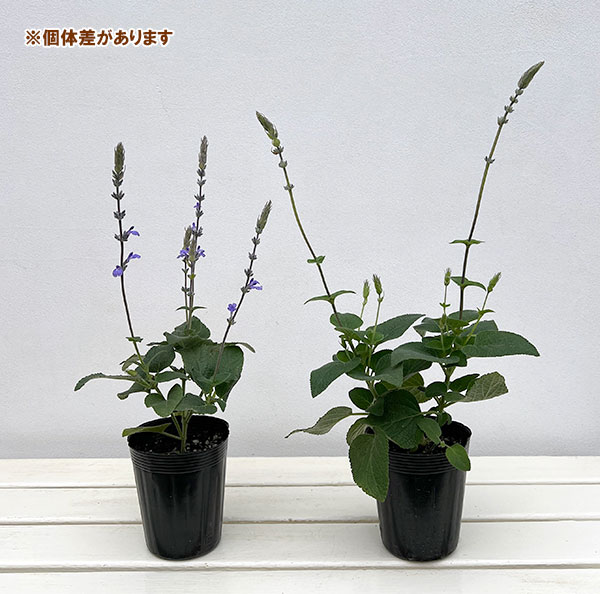 サルビア:ブルーチキータ3.5号ポット