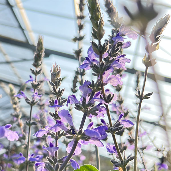 サルビア:ブルーチキータ3.5号ポット