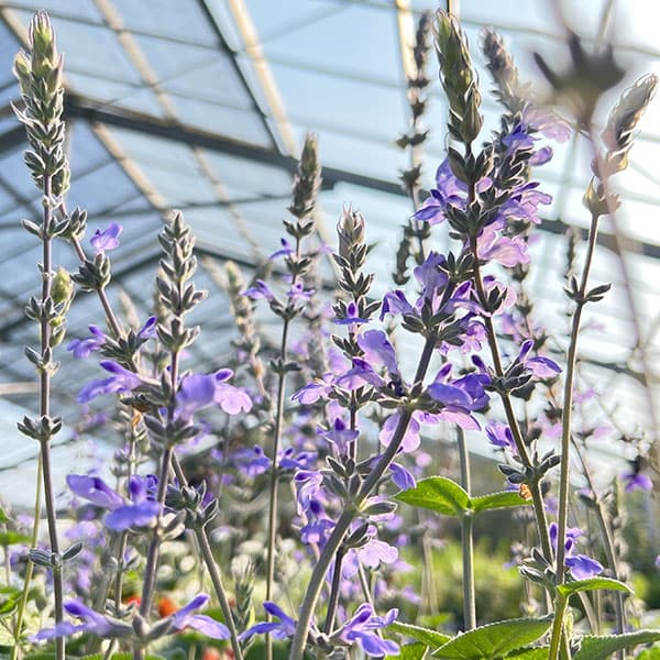 サルビア:ブルーチキータ3.5号ポット