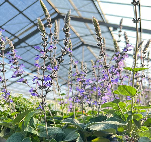 サルビア:ブルーチキータ3.5号ポット