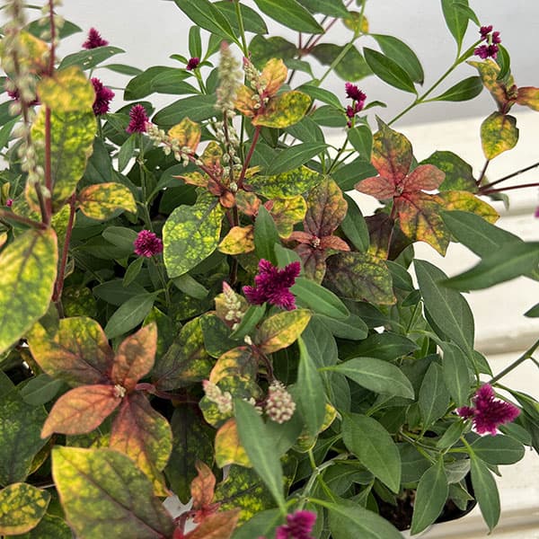 アルテルナンセラ千紅花火とマーブルクイーンの寄せ植え3号ポット