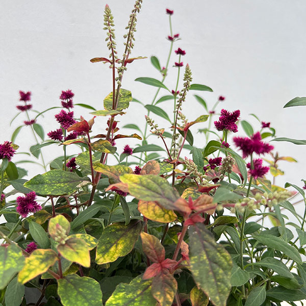 アルテルナンセラ千紅花火とマーブルクイーンの寄せ植え3号ポット