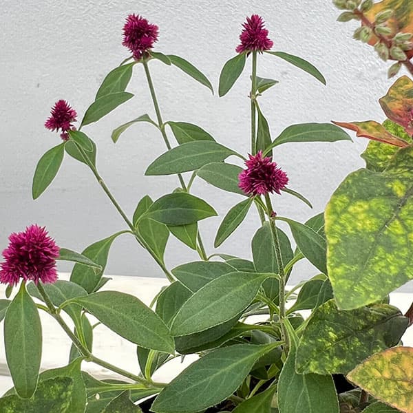 アルテルナンセラ千紅花火とマーブルクイーンの寄せ植え3号ポット