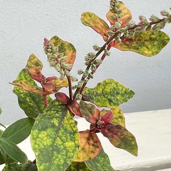 アルテルナンセラ千紅花火とマーブルクイーンの寄せ植え3号ポット