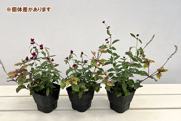 アルテルナンセラ千紅花火とマーブルクイーンの寄せ植え3号ポット