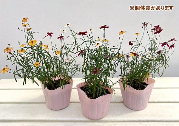 コレオプシス：プチドリーム3色ミックス植え3.5号ポット