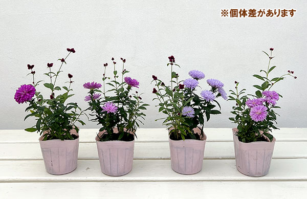 アルテルナンセラ千紅花火とアスタービクトリアの寄せ植え3号ポット