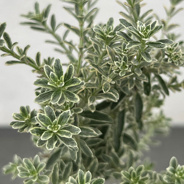 ウエストリンギア：スモーキー・スタンダード仕立て3.5号鉢入り