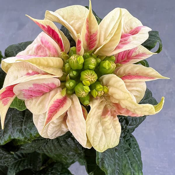 ポインセチア：ウィンターローズ3色ミックス植え4号鉢植え