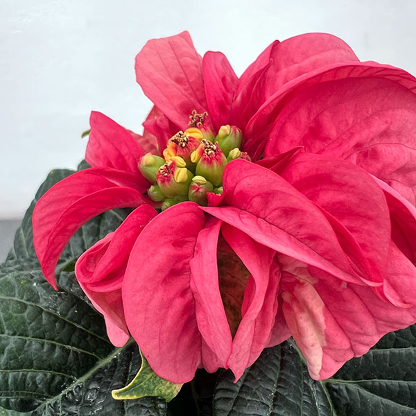 ポインセチア：ウィンターローズ3色ミックス植え4号鉢植え