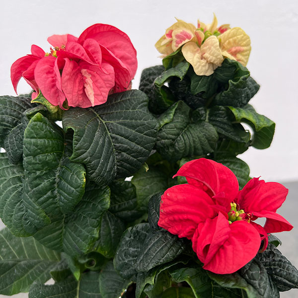 ポインセチア：ウィンターローズ3色ミックス植え4号鉢植え