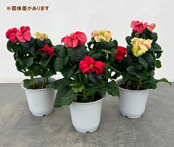 ポインセチア：ウィンターローズ3色ミックス植え4号鉢植え